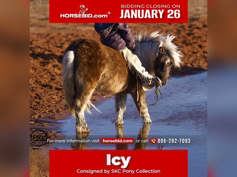 Altri pony/cavalli di piccola taglia Castrone 5 Anni 102 cm Grigio in Canyon, TX