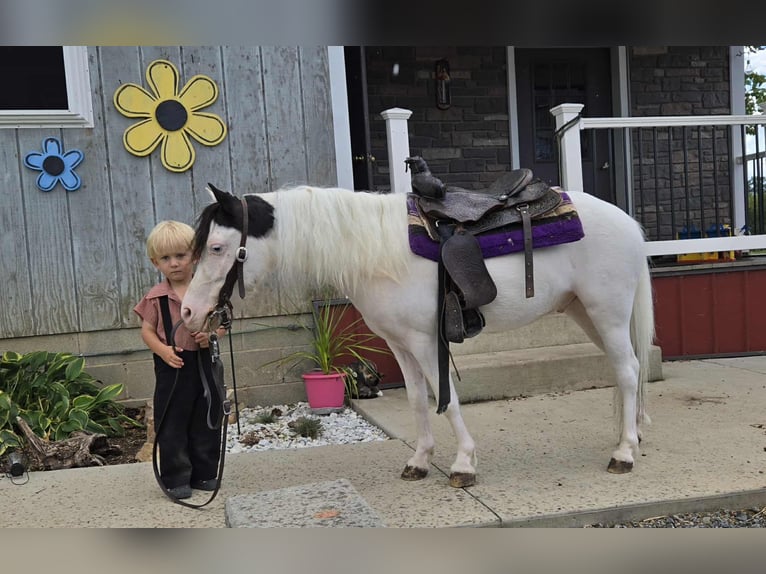 Altri pony/cavalli di piccola taglia Castrone 5 Anni 102 cm Pezzato in Allenwood