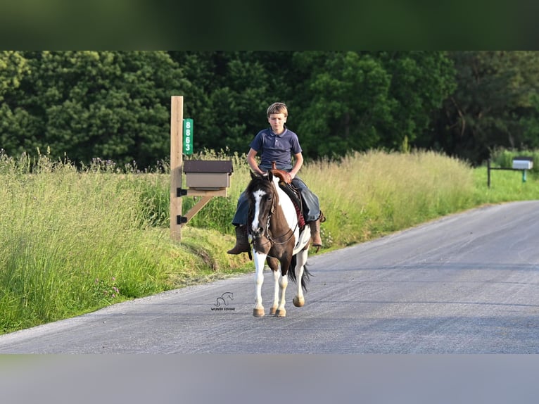 Altri pony/cavalli di piccola taglia Castrone 5 Anni 102 cm Pezzato in Fredericksburg