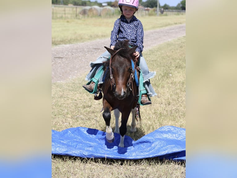Altri pony/cavalli di piccola taglia Castrone 5 Anni 102 cm Pezzato in Weatherford