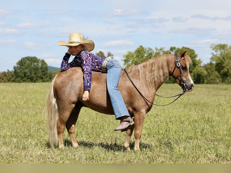 Altri pony/cavalli di piccola taglia Castrone 5 Anni 102 cm Roano rosso in Mount Vernon