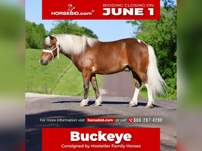 Altri pony/cavalli di piccola taglia Castrone 5 Anni 104 cm Pezzato in Sedalia