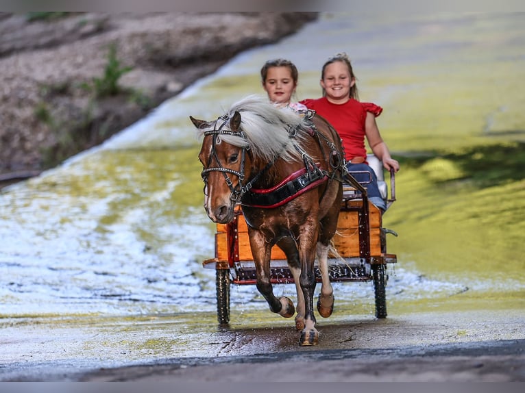 Altri pony/cavalli di piccola taglia Castrone 5 Anni 104 cm Pezzato in Sedalia