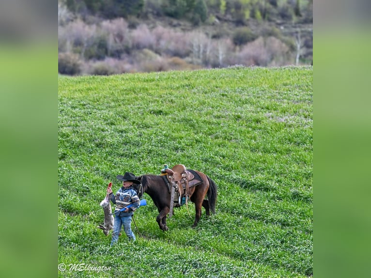 Altri pony/cavalli di piccola taglia Castrone 5 Anni 109 cm Morello in Rigby