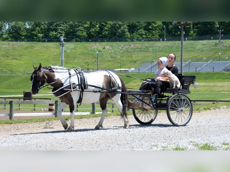 Altri pony/cavalli di piccola taglia Castrone 5 Anni 114 cm Pezzato in Fredericksburg