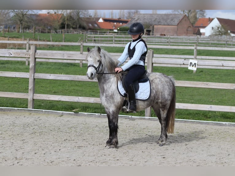 Altri pony/cavalli di piccola taglia Castrone 5 Anni 115 cm Leardo in Pepingen
