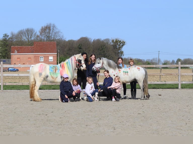 Altri pony/cavalli di piccola taglia Castrone 5 Anni 115 cm Leardo in Pepingen