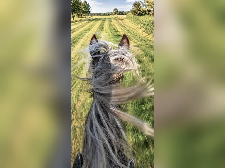 Altri pony/cavalli di piccola taglia Castrone 5 Anni 115 cm Sauro scuro in Pelmberg