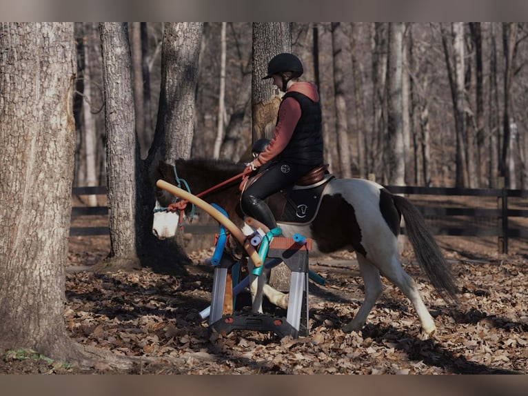 Altri pony/cavalli di piccola taglia Castrone 5 Anni 119 cm Pezzato in Clover
