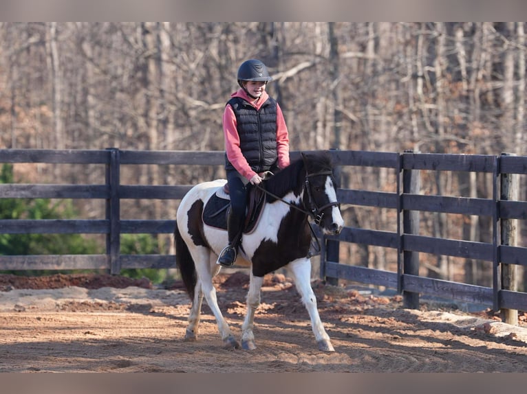 Altri pony/cavalli di piccola taglia Castrone 5 Anni 119 cm Pezzato in Clover