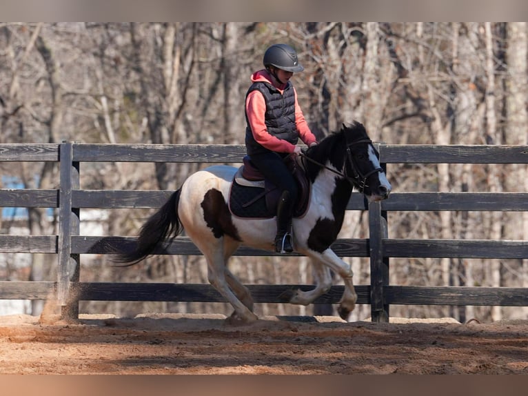 Altri pony/cavalli di piccola taglia Castrone 5 Anni 119 cm Pezzato in Clover