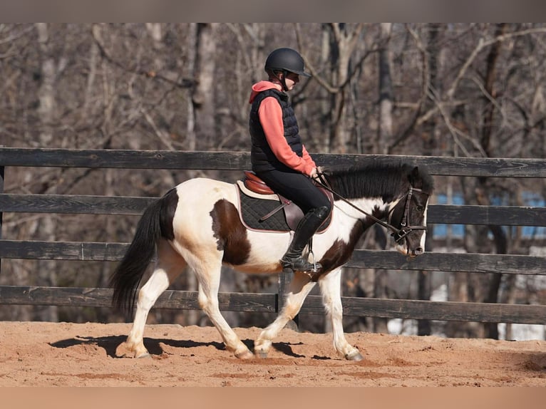 Altri pony/cavalli di piccola taglia Castrone 5 Anni 119 cm Pezzato in Clover