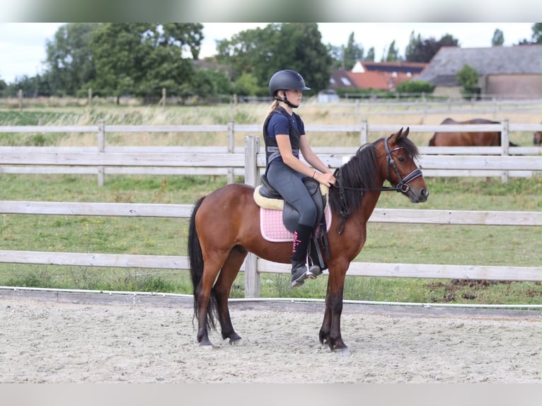 Altri pony/cavalli di piccola taglia Castrone 5 Anni 120 cm Baio in Pepingen