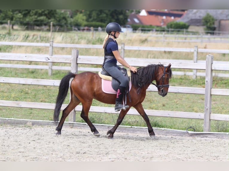 Altri pony/cavalli di piccola taglia Castrone 5 Anni 120 cm Baio in Pepingen