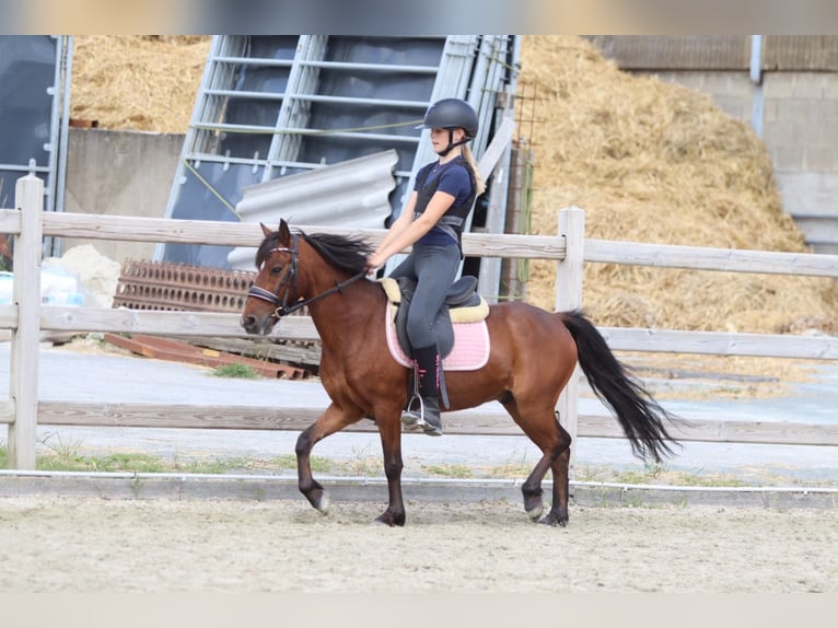 Altri pony/cavalli di piccola taglia Castrone 5 Anni 120 cm Baio in Pepingen