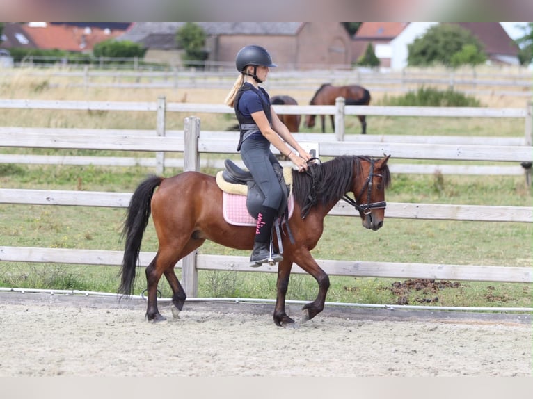 Altri pony/cavalli di piccola taglia Castrone 5 Anni 120 cm Baio in Pepingen