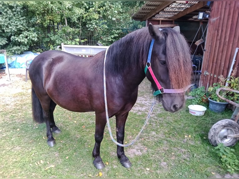 Altri pony/cavalli di piccola taglia Castrone 5 Anni 120 cm Morello in Hamburg