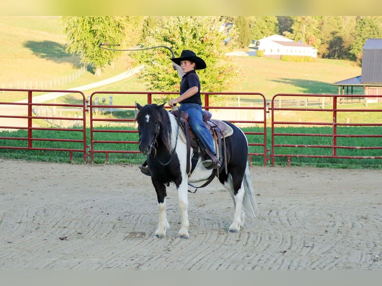 Altri pony/cavalli di piccola taglia Castrone 5 Anni 124 cm Pezzato in Fresno