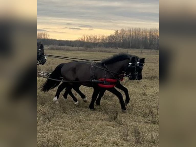 Altri pony/cavalli di piccola taglia Castrone 5 Anni 125 cm Morello in Bácsalmás