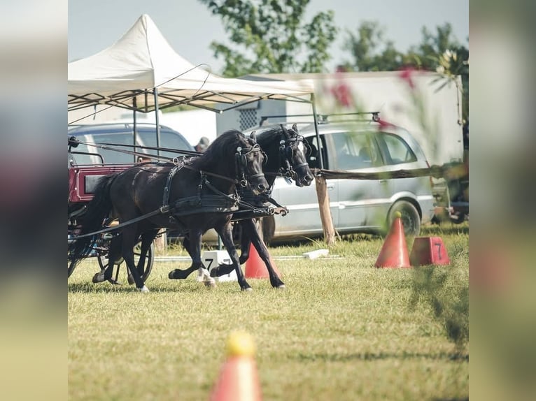 Altri pony/cavalli di piccola taglia Castrone 5 Anni 125 cm Morello in Bácsalmás