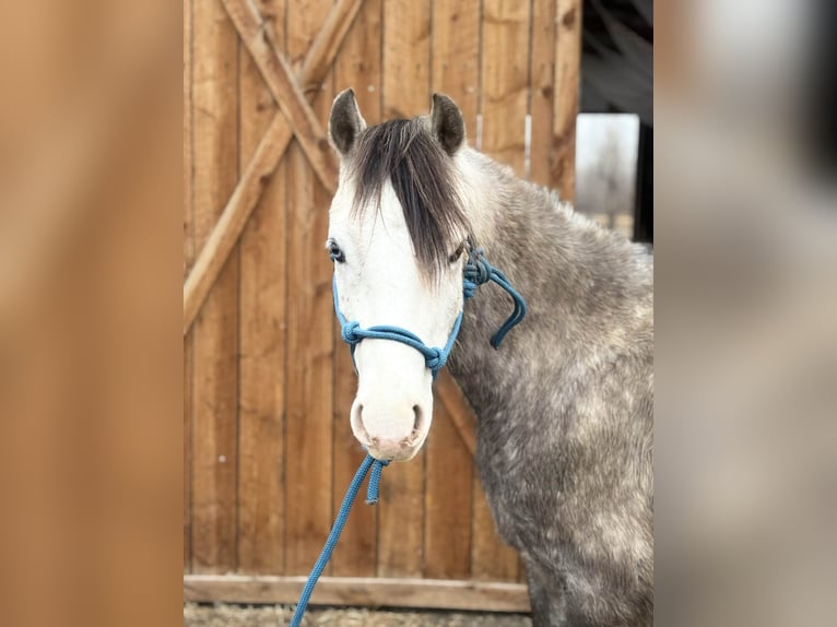 Altri pony/cavalli di piccola taglia Castrone 5 Anni 127 cm Grigio in Fort Collins