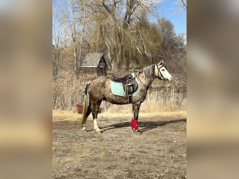 Altri pony/cavalli di piccola taglia Castrone 5 Anni 127 cm Grigio in Fort Collins