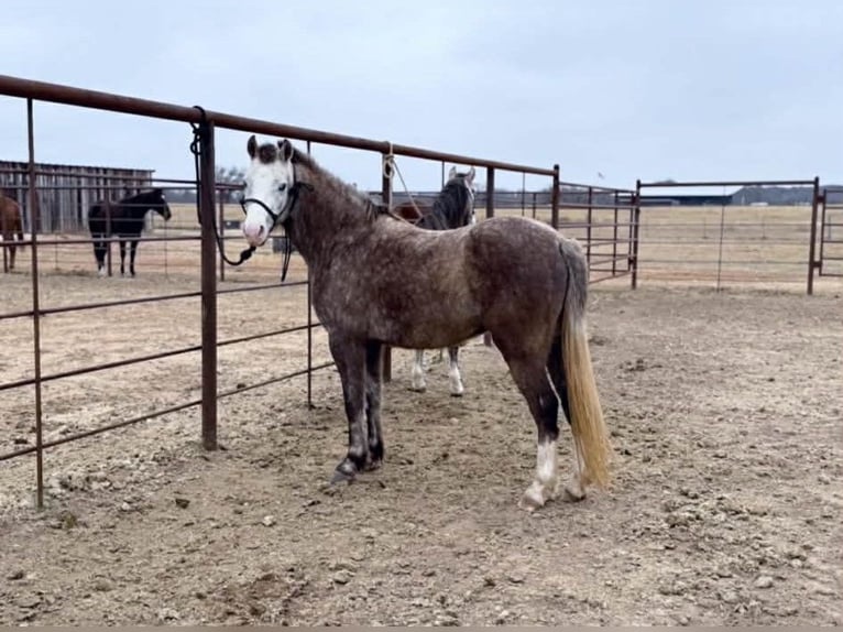 Altri pony/cavalli di piccola taglia Castrone 5 Anni 127 cm Grigio in Fort Collins