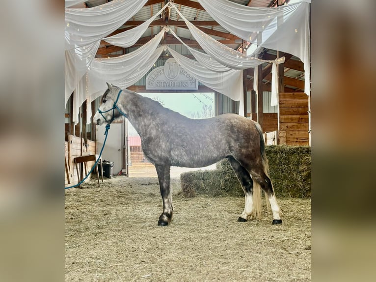 Altri pony/cavalli di piccola taglia Castrone 5 Anni 127 cm Grigio in Fort Collins