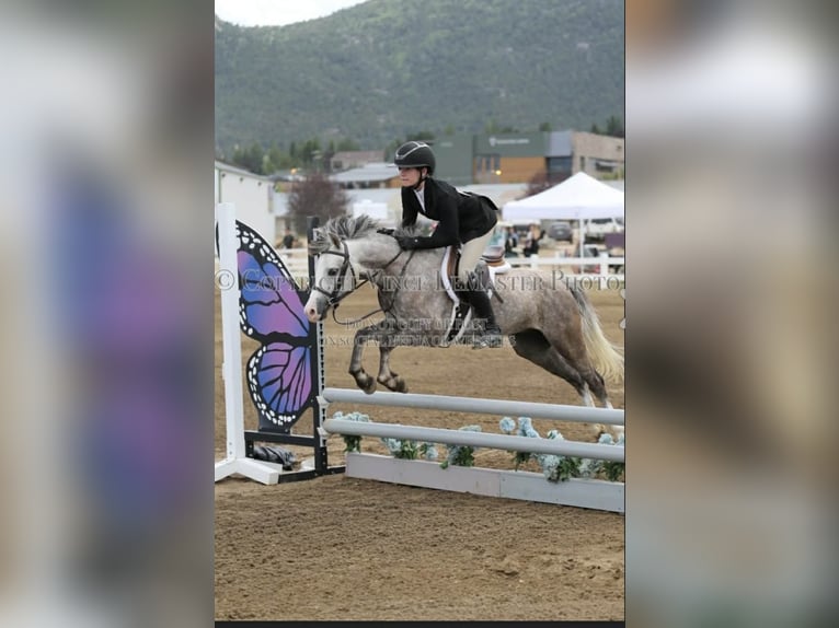 Altri pony/cavalli di piccola taglia Castrone 5 Anni 127 cm Grigio in Fort Collins