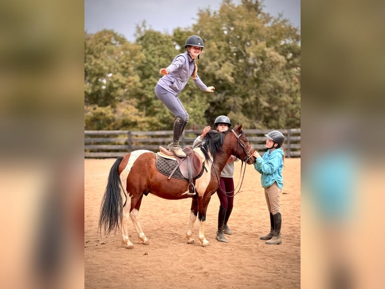 Altri pony/cavalli di piccola taglia Castrone 5 Anni 127 cm Pezzato in Clover