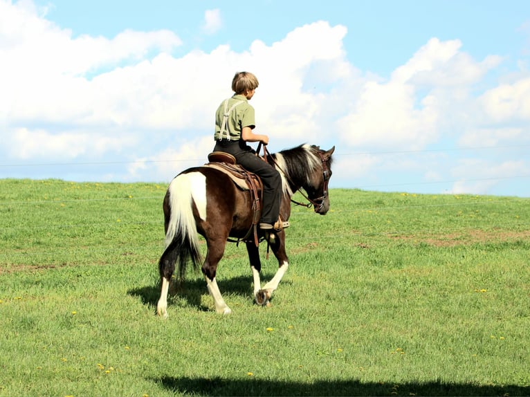 Altri pony/cavalli di piccola taglia Castrone 5 Anni 127 cm Pezzato in Rebersburg