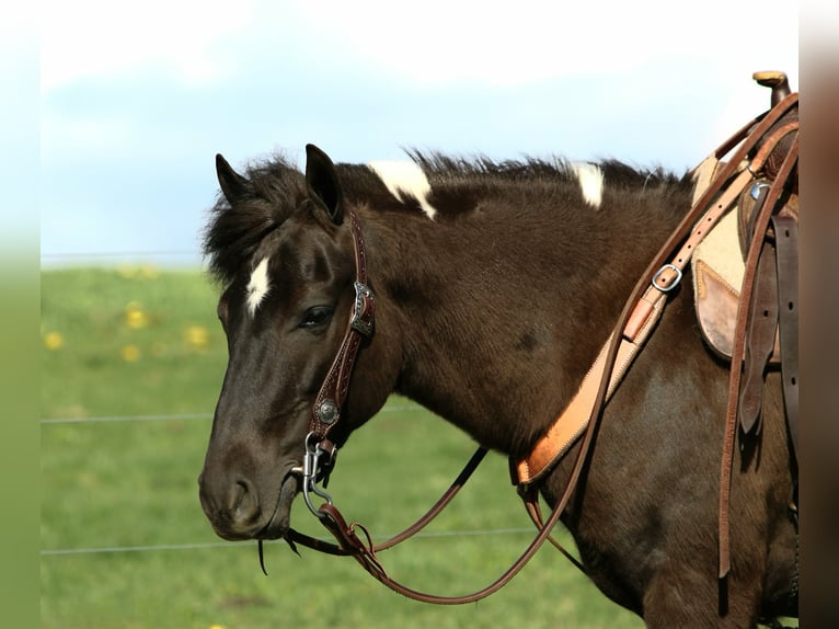 Altri pony/cavalli di piccola taglia Castrone 5 Anni 127 cm Pezzato in Rebersburg