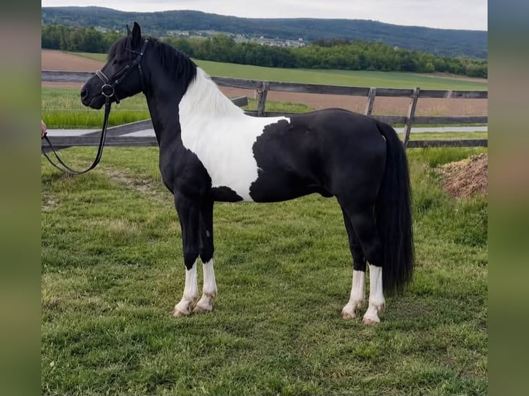 Altri pony/cavalli di piccola taglia Castrone 5 Anni 128 cm Pezzato in Rechnitz