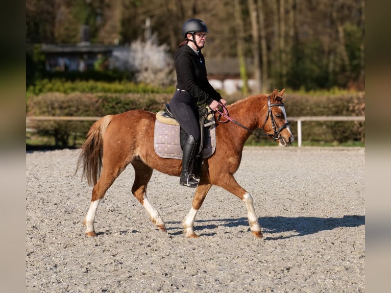 Altri pony/cavalli di piccola taglia Castrone 5 Anni 128 cm Sauro in Neustadt (Wied)