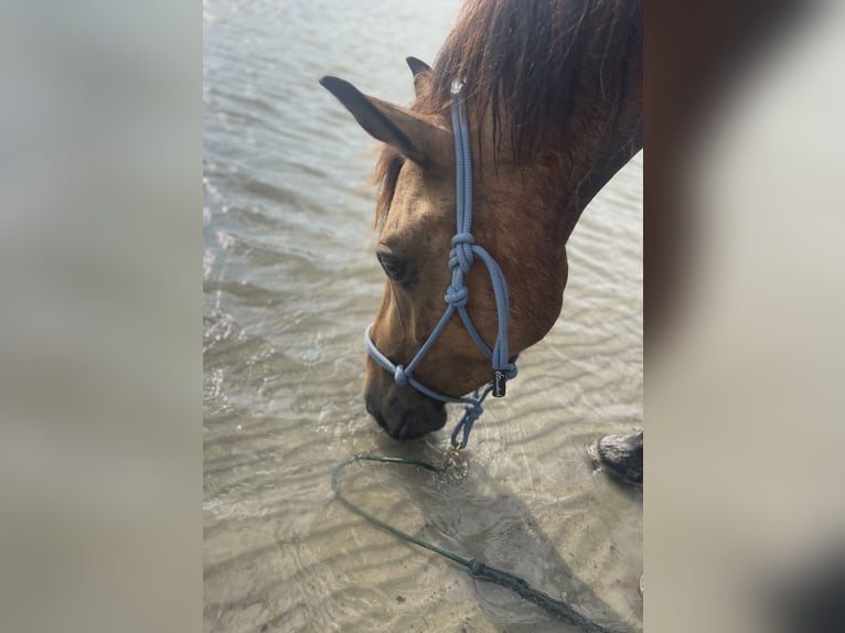 Altri pony/cavalli di piccola taglia Castrone 5 Anni 130 cm Pelle di daino in Emmersdorf an der Donau