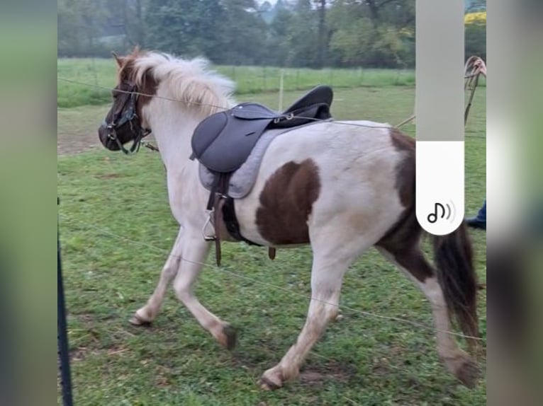 Altri pony/cavalli di piccola taglia Castrone 5 Anni 130 cm Pezzato in Leuben-Schleinitz