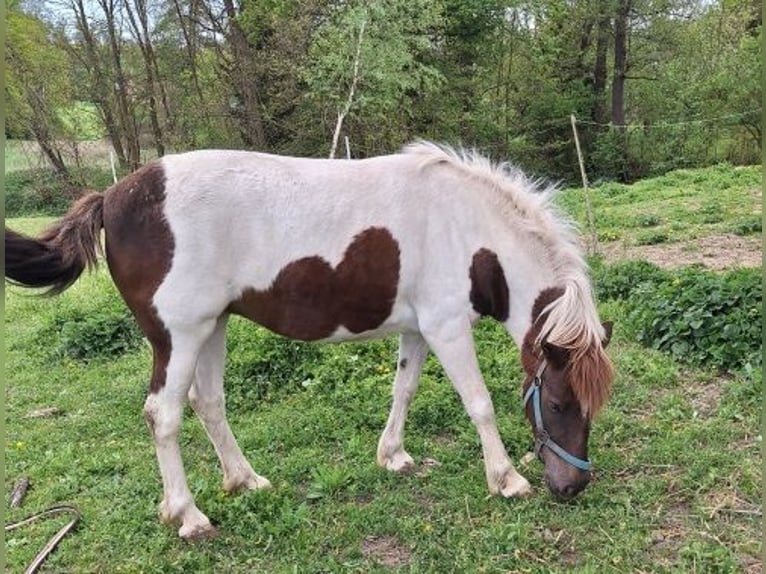 Altri pony/cavalli di piccola taglia Castrone 5 Anni 130 cm Pezzato in Leuben-Schleinitz