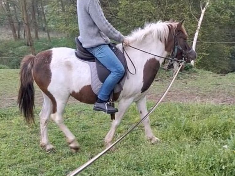 Altri pony/cavalli di piccola taglia Castrone 5 Anni 130 cm Pezzato in Leuben-Schleinitz
