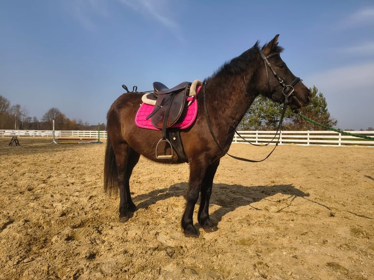 Altri pony/cavalli di piccola taglia Castrone 5 Anni 135 cm  in Nowy Tomysl