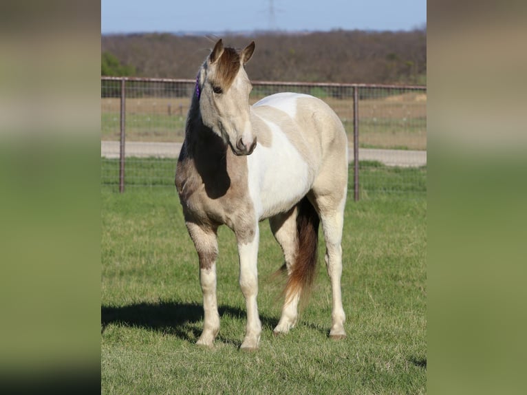 Altri pony/cavalli di piccola taglia Castrone 5 Anni 135 cm Pezzato in Mineral Wells