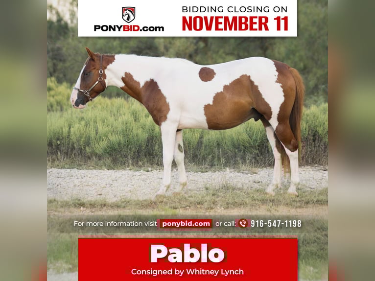 Altri pony/cavalli di piccola taglia Castrone 5 Anni 137 cm Pezzato in Graham