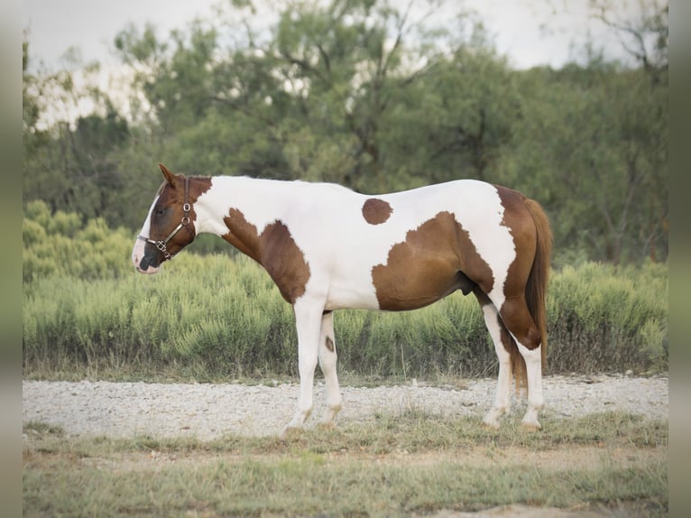 Altri pony/cavalli di piccola taglia Castrone 5 Anni 137 cm Pezzato in Graham