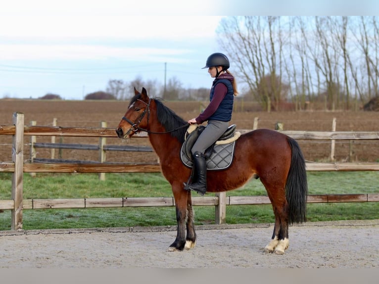 Altri pony/cavalli di piccola taglia Castrone 5 Anni 140 cm Baio in Pepingen