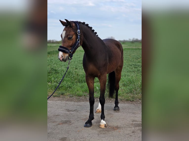 Altri pony/cavalli di piccola taglia Castrone 5 Anni 142 cm Baio in Kecskemét