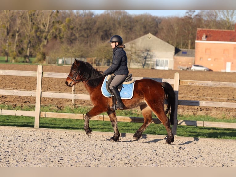 Altri pony/cavalli di piccola taglia Castrone 5 Anni 142 cm Baio in Pepingen