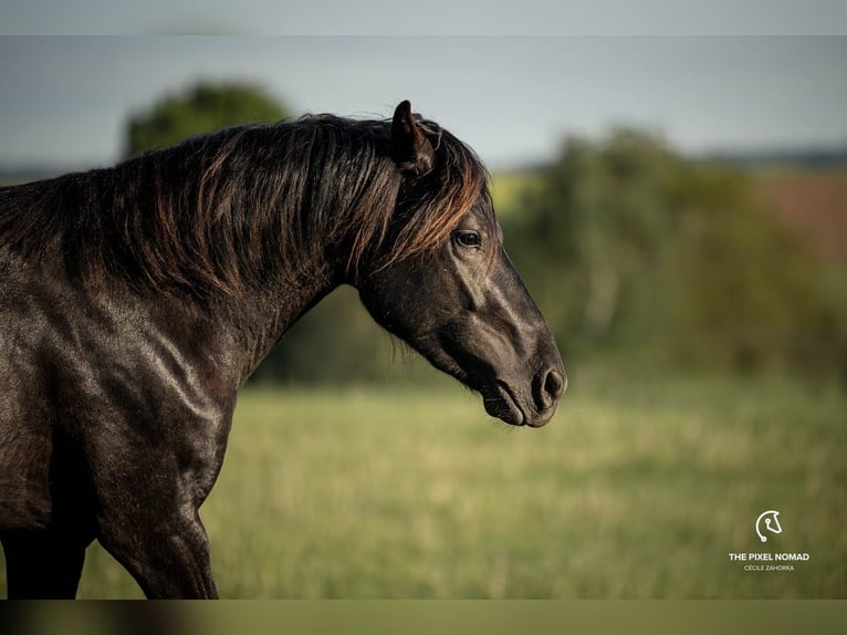 Altri pony/cavalli di piccola taglia Castrone 5 Anni 142 cm Morello in Pohlheim