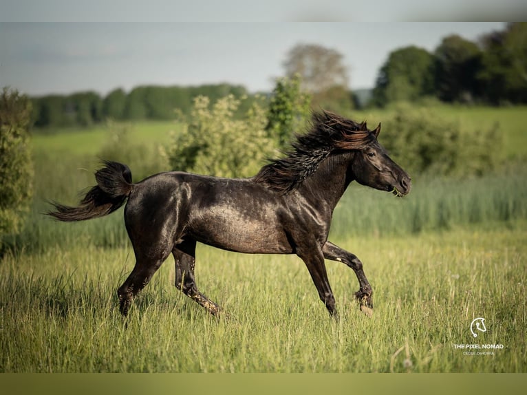 Altri pony/cavalli di piccola taglia Castrone 5 Anni 142 cm Morello in Pohlheim