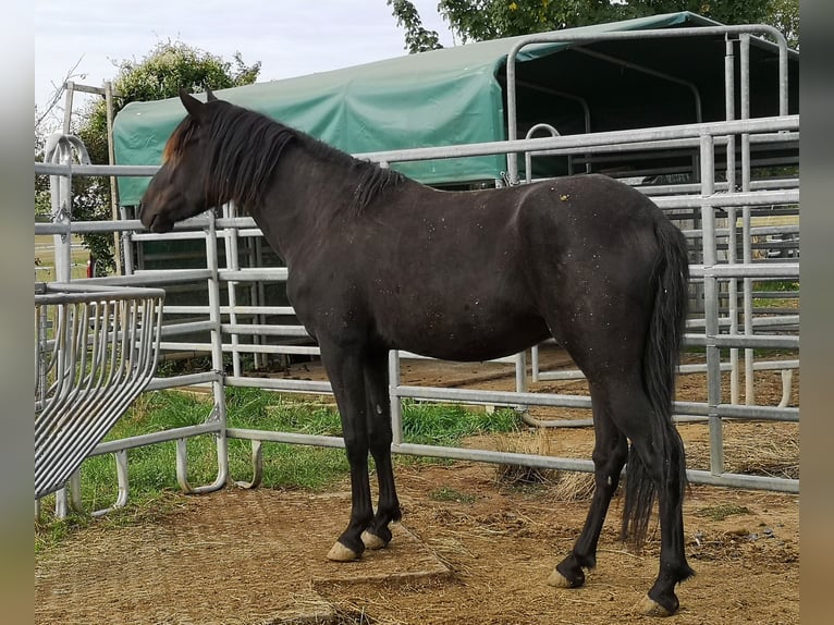 Altri pony/cavalli di piccola taglia Castrone 5 Anni 142 cm Morello in Pohlheim