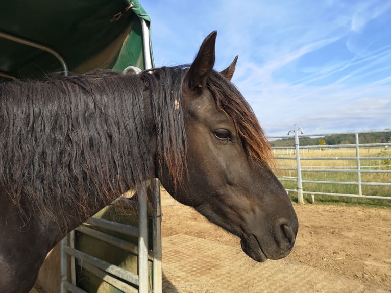Altri pony/cavalli di piccola taglia Castrone 5 Anni 142 cm Morello in Pohlheim