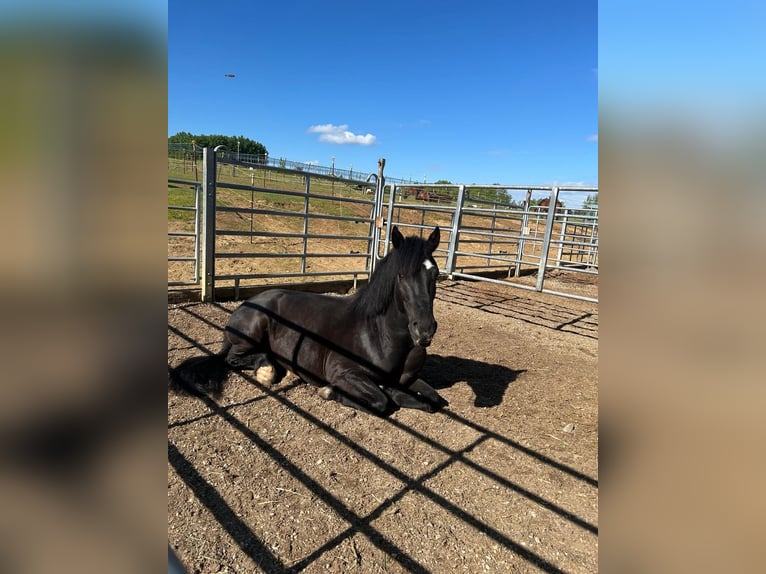 Altri pony/cavalli di piccola taglia Castrone 5 Anni 142 cm Morello in Ingolstadt